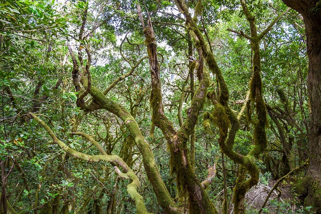 自然 森林 树木 - 上的免费照片