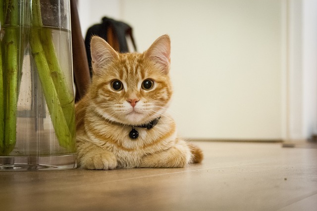年轻的猫 小猫 家猫 - 上的免费照片