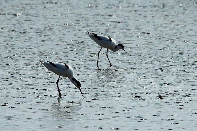 Avocets 反曲病毒 海鸟 - 上的免费照片