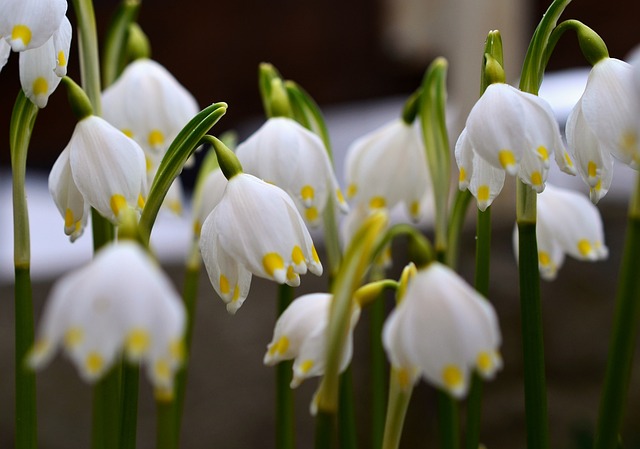 马岑贝歇尔 Leucojum Vernum 春天的迹象 - 上的免费照片
