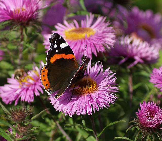 蝴蝶 紫苑 鲁萨尔卡 - 上的免费照片