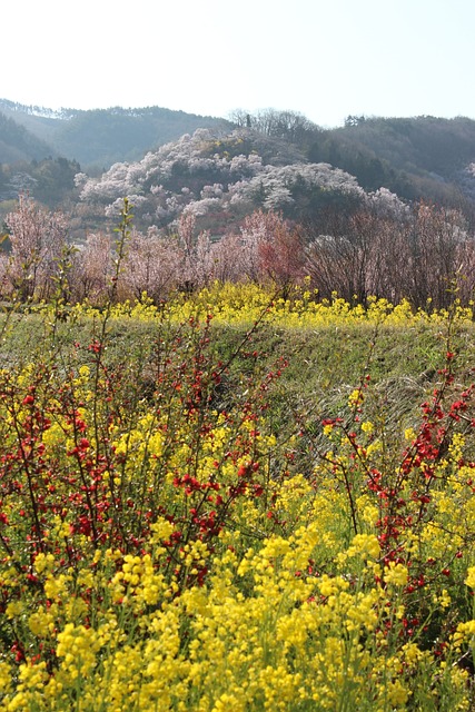 福岛 花见山 强奸的花朵 - 上的免费照片