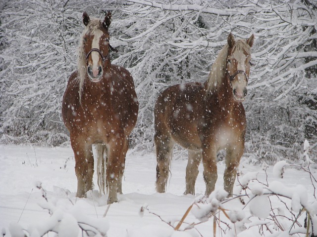 马匹 冬天 动物 - 上的免费照片
