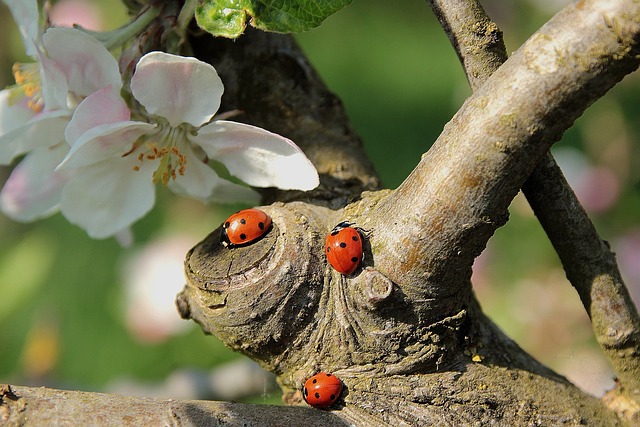瓢虫 苹果花 - 上的免费照片