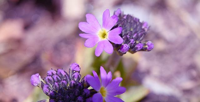 报春花 Kugelprimel 半关闭 - 上的免费照片