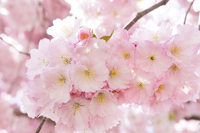 日本樱桃 观赏樱桃 开花的树 - 上的免费照片