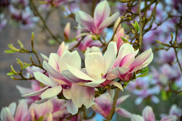 木兰 白玉兰树 开花 - 上的免费照片