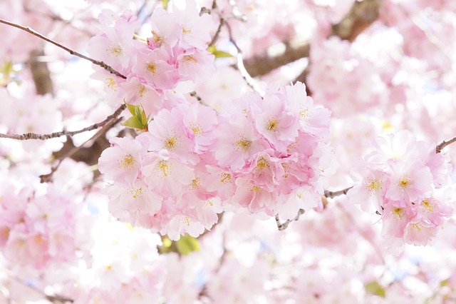 树 开花的树 盛开 - 上的免费照片