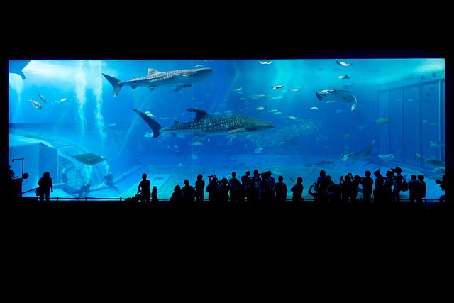 水族馆 鲨鱼 冲绳 - 上的免费照片