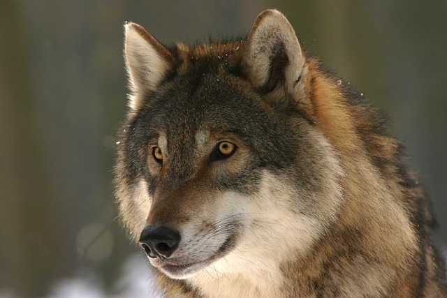狼 哺乳动物 欧洲狼 - 上的免费照片