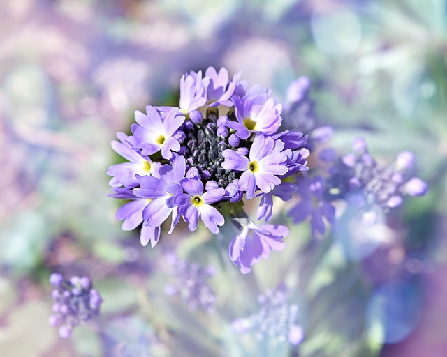 Kugelprimel 半关闭 花 - 上的免费照片