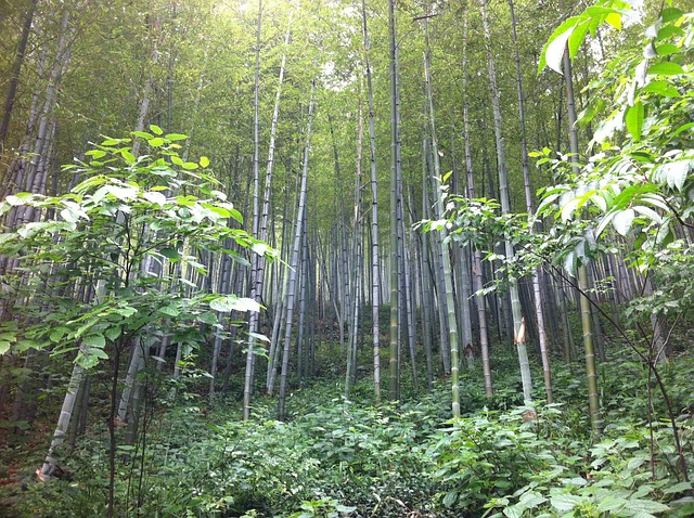 南山 竹林 竹海 - 上的免费照片