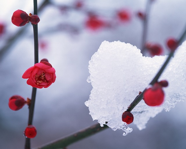 冬季 雪 眼睛浮肿 - 上的免费照片