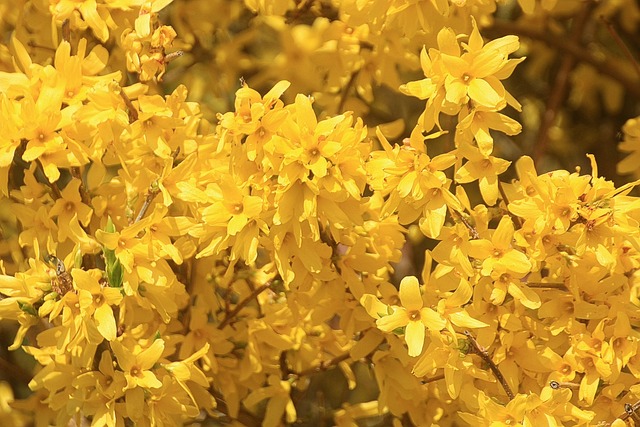 连翘 花园连翘 金丁香 - 上的免费照片