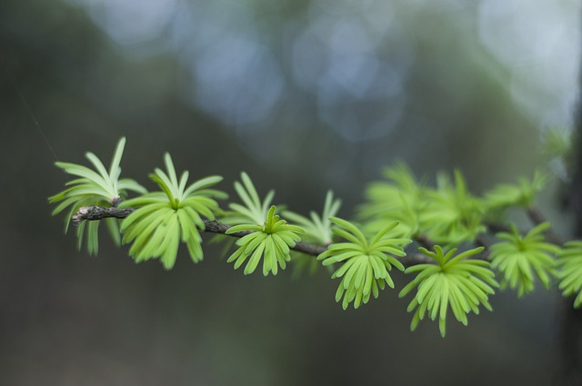 雪杉 嫩芽 - 上的免费照片