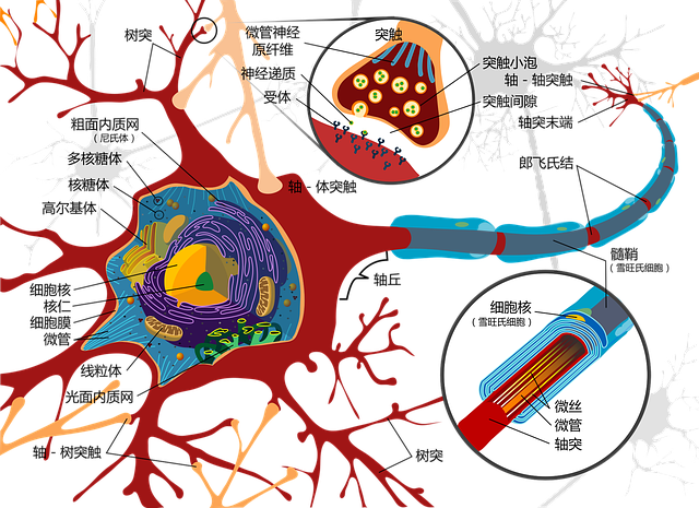 画画 神经细胞 神经元 - 上的免费图片