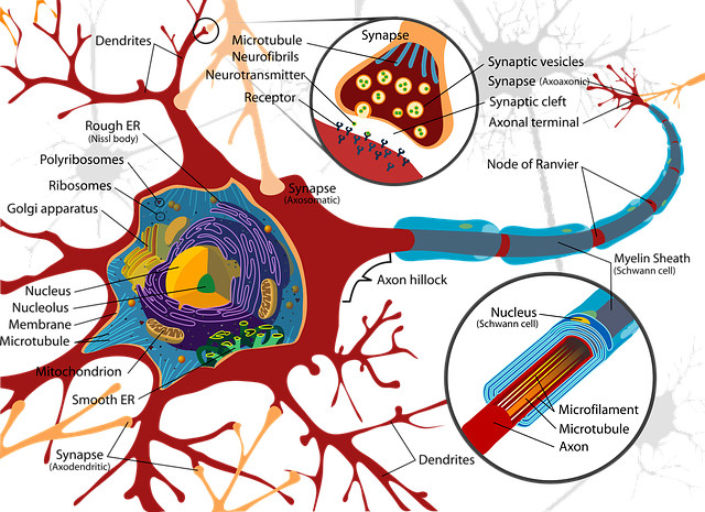 画画 神经细胞 神经元 - 上的免费图片