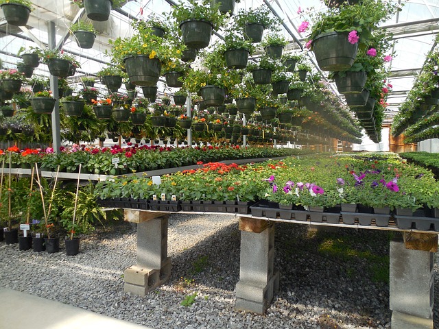 花朵 温室 花园 - 上的免费照片