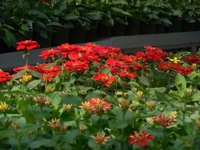 花朵 温室 花园 - 上的免费照片