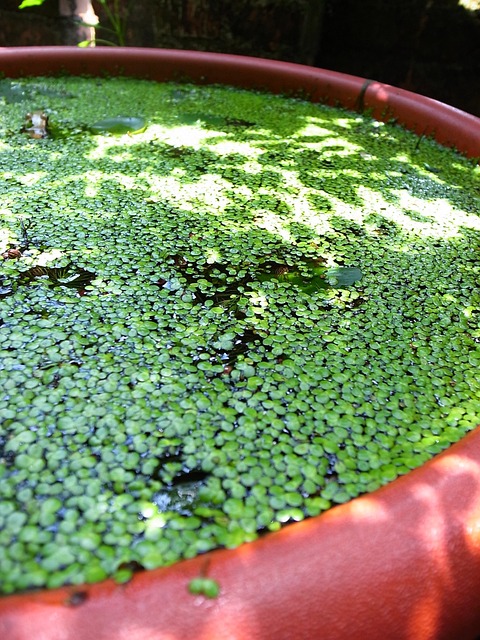 绿色 水 Nat - 上的免费照片