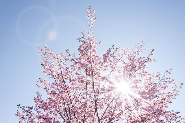 春天 樱花 季节性 - 上的免费照片