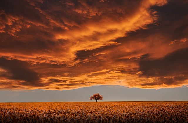 树 原野 日落 - 上的免费照片