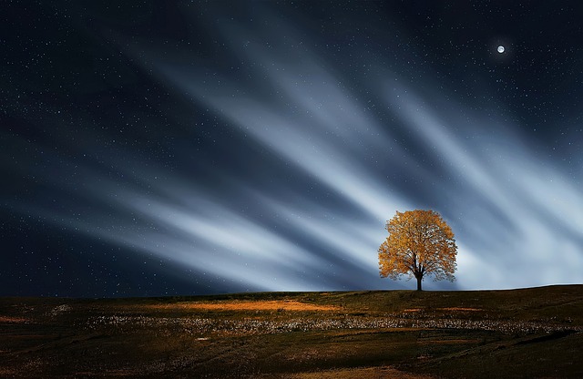 树 自然 Nightsky - 上的免费照片
