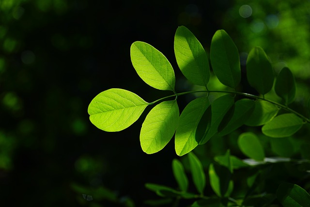 普通刺槐 叶子 绿色 - 上的免费照片