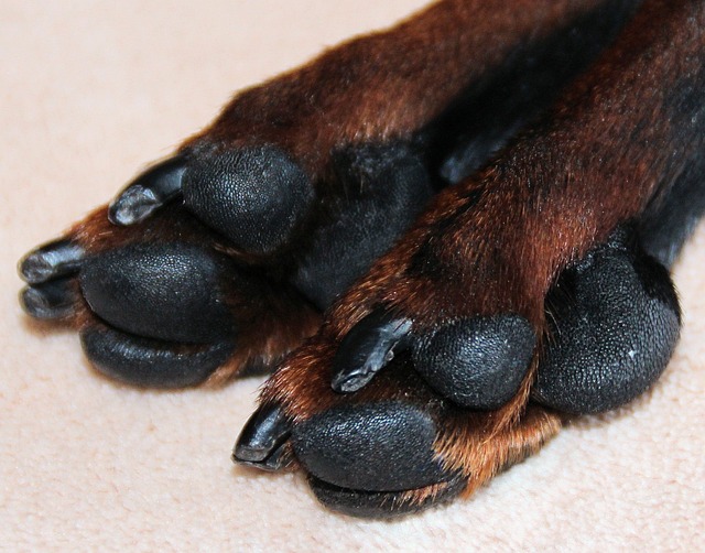 狗 迷你短毛猎犬 雷宾舍 - 上的免费照片