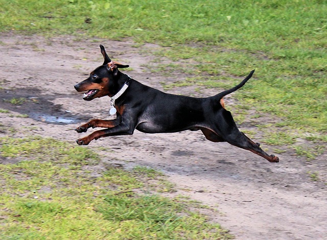 狗 迷你短毛猎犬 雷宾舍 - 上的免费照片