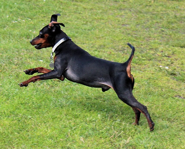 狗 迷你短毛猎犬 雷宾舍 - 上的免费照片