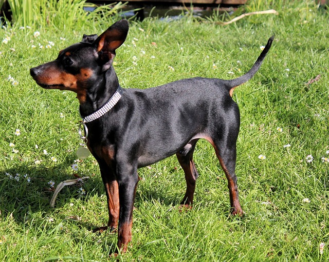 狗 迷你短毛猎犬 雷宾舍 - 上的免费照片