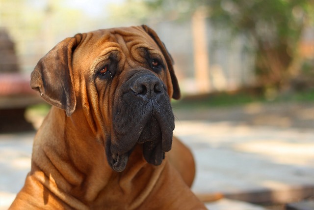 布尔布尔 花生斗牛犬 狗 - 上的免费照片