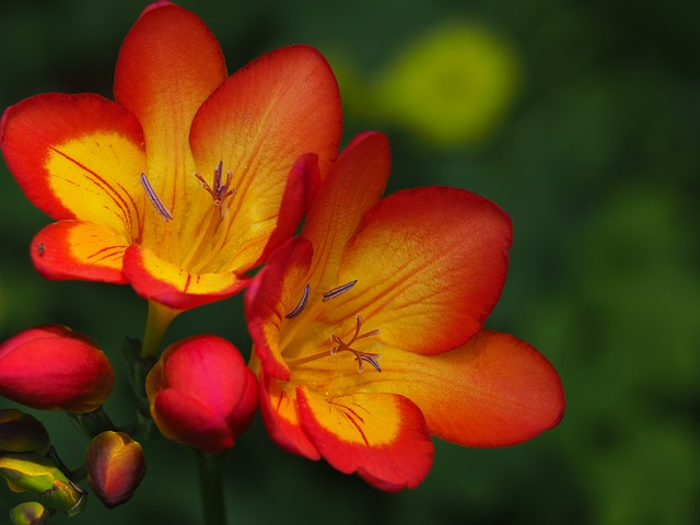 鲜花 红色花朵 植物 - 上的免费照片