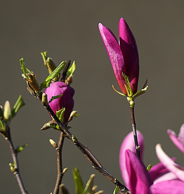玉兰 花 玉兰花 - 上的免费照片