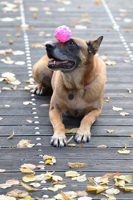 玛利诺犬 比利时牧羊犬 树叶 - 上的免费照片
