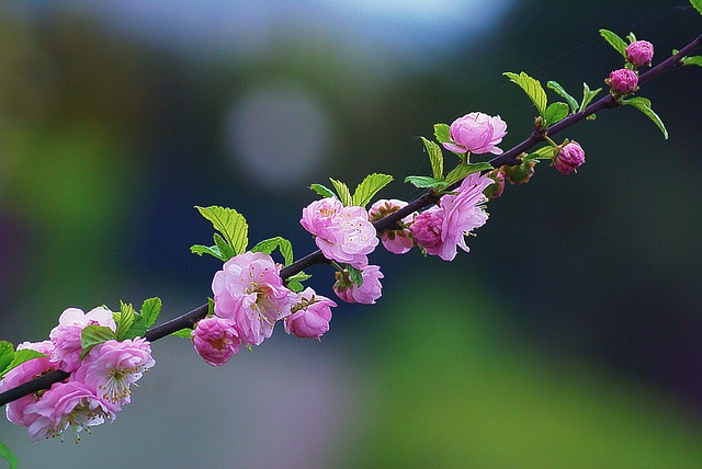 杏仁蛋糕 杏仁花 杏仁树枝 - 上的免费照片