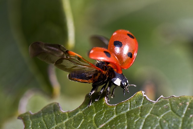 昆虫 瓢虫 昆虫学 - 上的免费照片