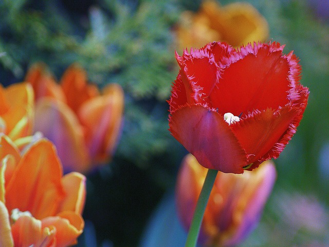 郁金香 花朵 红色的 - 上的免费照片