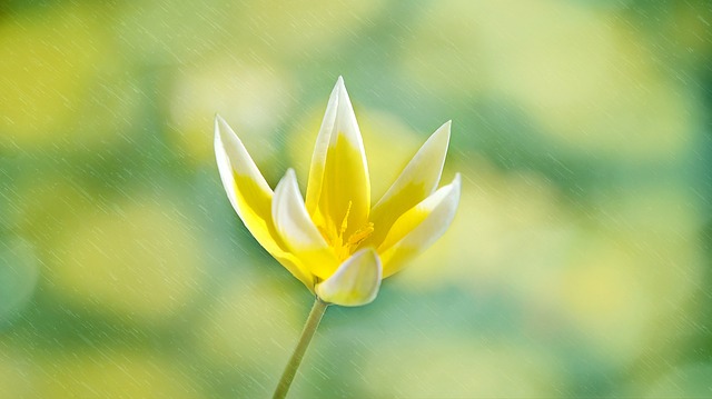 星郁金香 花 开花 - 上的免费照片