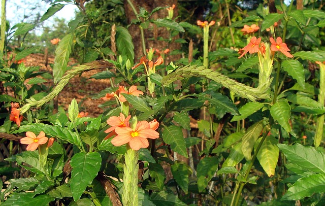 花 红色的 植物群 - 上的免费照片