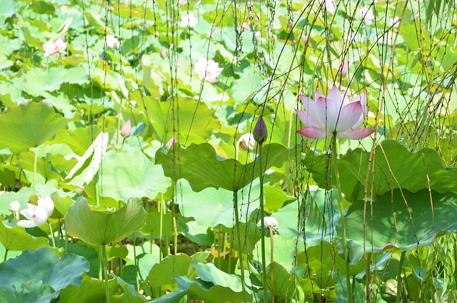 荷花 花 蓮花 - 上的免费照片