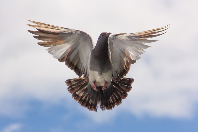 鸽子 鸟 翅膀 - 上的免费照片