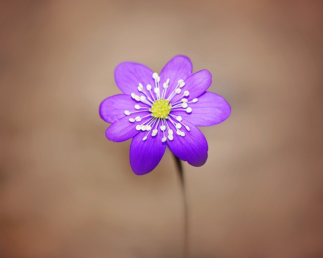 肝花 花 开花 - 上的免费照片
