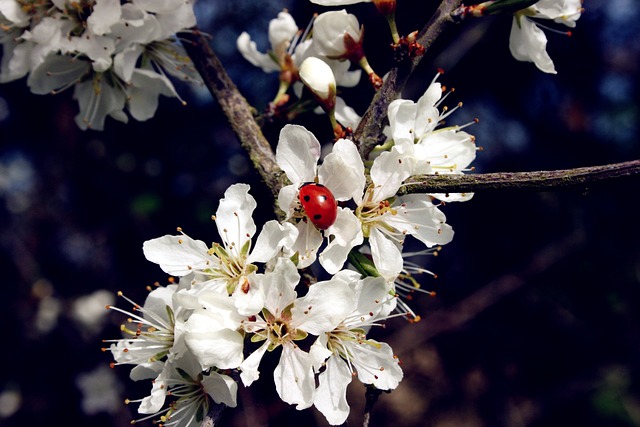 瓢虫 昆虫 甲虫 - 上的免费照片