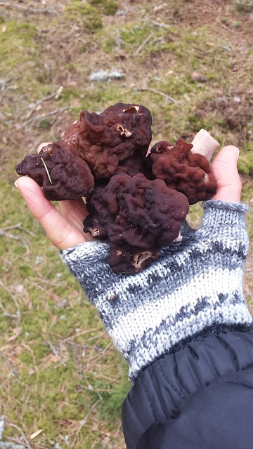 蘑菇 无神论者 森林 - 上的免费照片