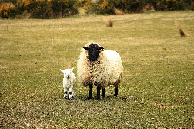 羊 小羊 动物 - 上的免费照片