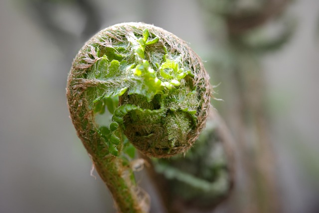蕨类 年轻 年轻的蕨类植物 - 上的免费照片