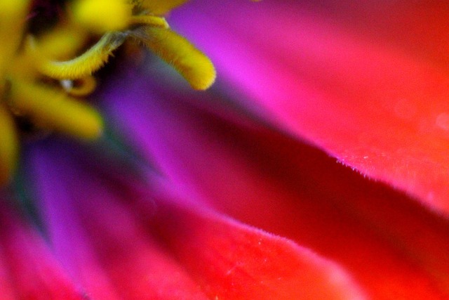花 紫花 关闭花 - 上的免费照片