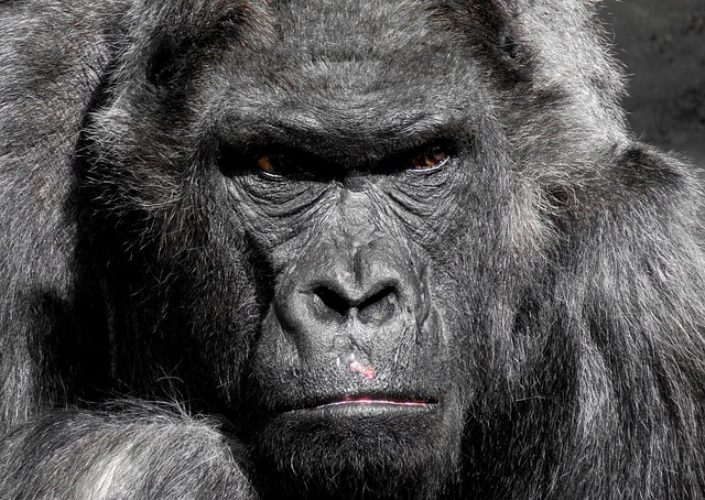 大猩猩 猿 动物园 - 上的免费照片